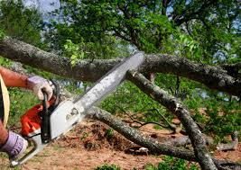 Trusted Wilmington, DE Tree Removal and Landscaping Services Experts